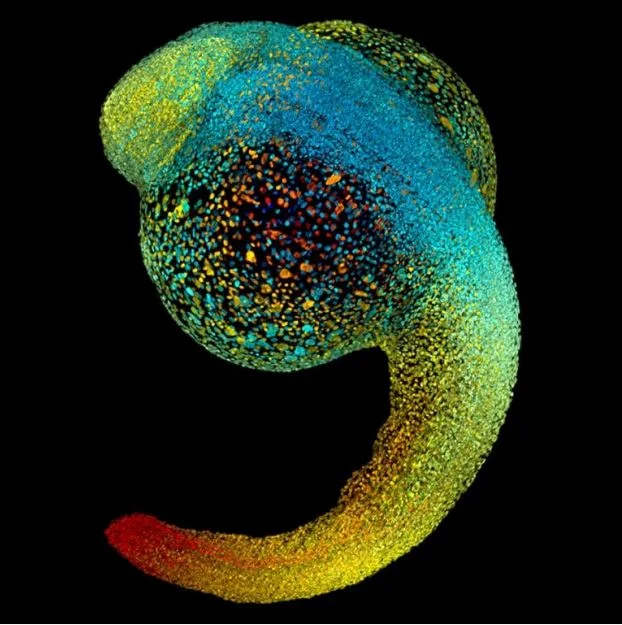 Embryonic stem cells